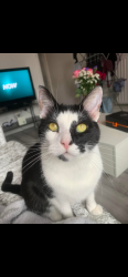 Lost Male Cat last seen Beauvale drive, Derbyshire, England DE7 8RY