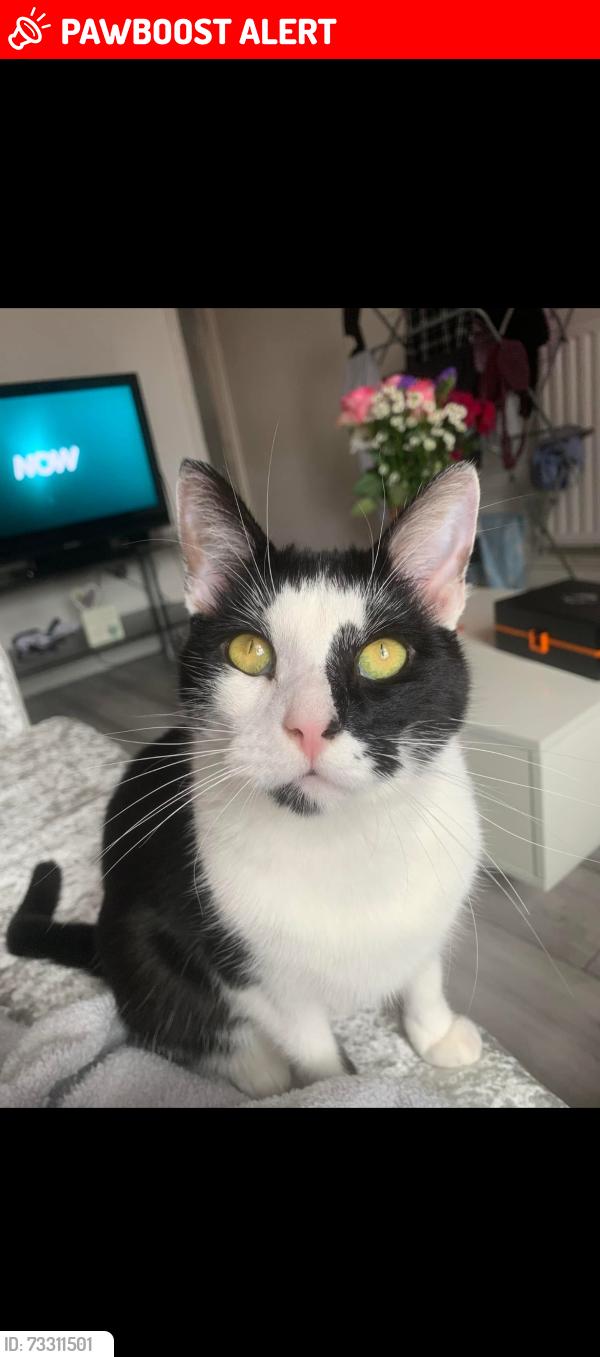 Lost Male Cat last seen Beauvale drive, Derbyshire, England DE7 8RY