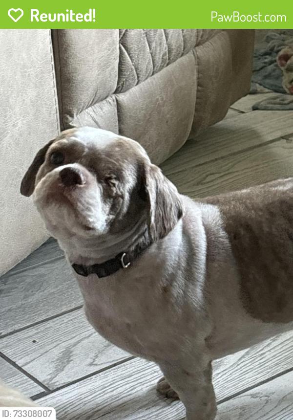 Reunited Male Dog last seen Gurnee, New Port Richey, FL 34654