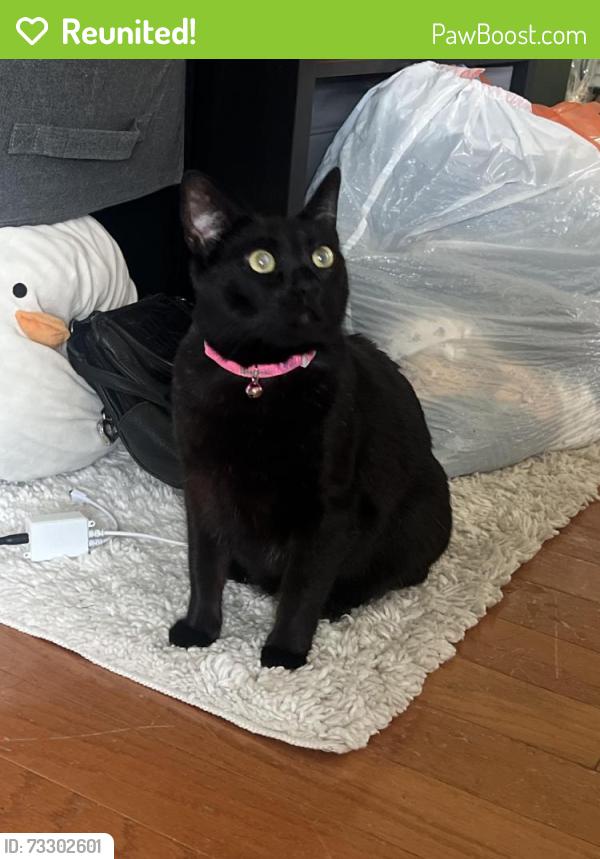 Reunited Unknown Cat last seen Mills, Virginia, Nebraska, Orlando, FL 32803