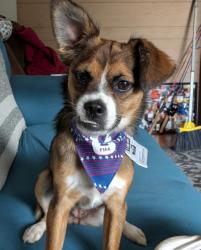 Reunited Female Dog last seen Appleton Dr, Falcon Dr, Clarksville, TN 37042