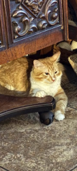 Reunited Male Cat last seen SW 35th St, Ocala, FL 34471, USA, Ocala, FL 34471