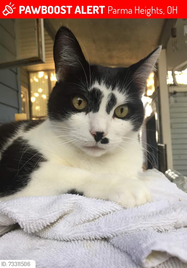 Lost Female Cat last seen Parma heights, Parma Heights, OH 44130