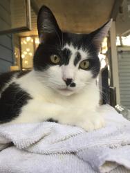Lost Female Cat last seen Parma heights, Parma Heights, OH 44130