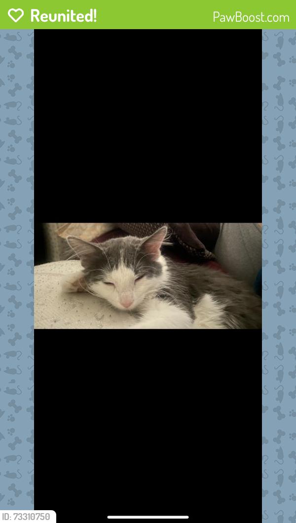 Reunited Female Cat last seen Pacoima, Los Angeles, CA, USA, Los Angeles, CA 91331