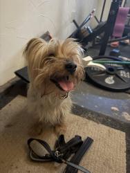 Found/Stray Male Dog last seen Maple Perrin, Fresno, CA 93720