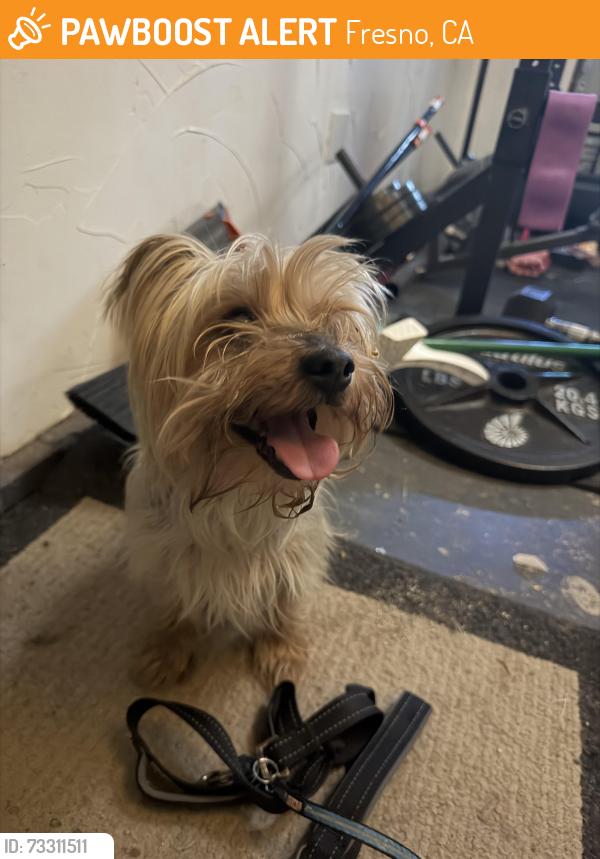 Found/Stray Male Dog last seen Maple Perrin, Fresno, CA 93720