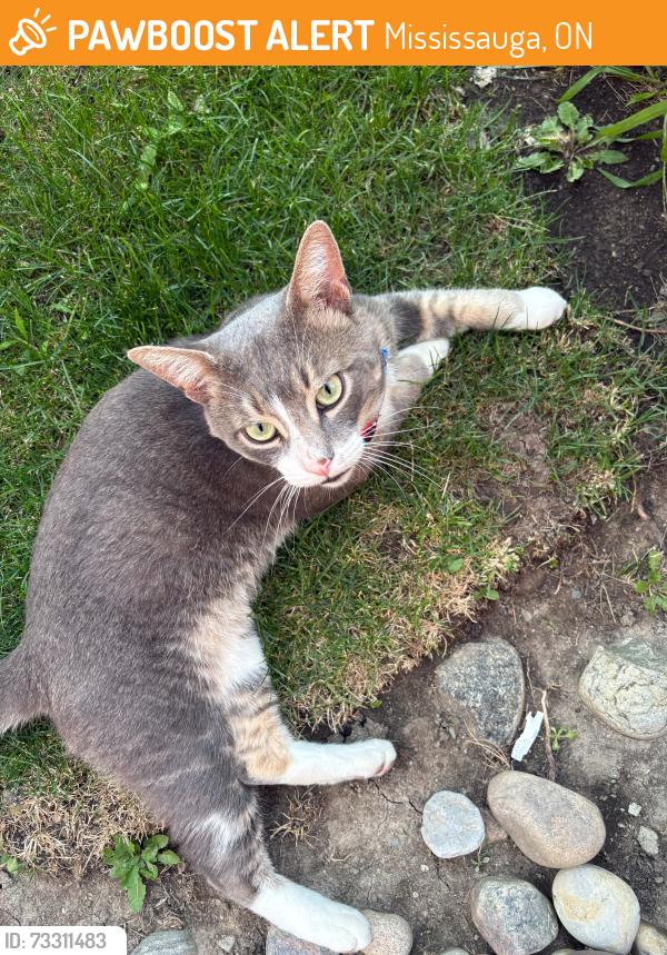 Found/Stray Male Cat last seen Windbrook Grove & Galeway, Mississauga, ON 