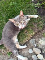 Found/Stray Male Cat last seen Windbrook Grove & Galeway, Mississauga, ON 
