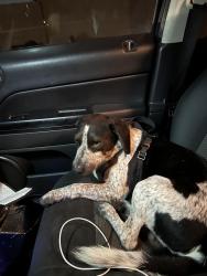 Found/Stray Male Dog last seen Meadowlark Golf Course, Huntington Beach, CA 92647