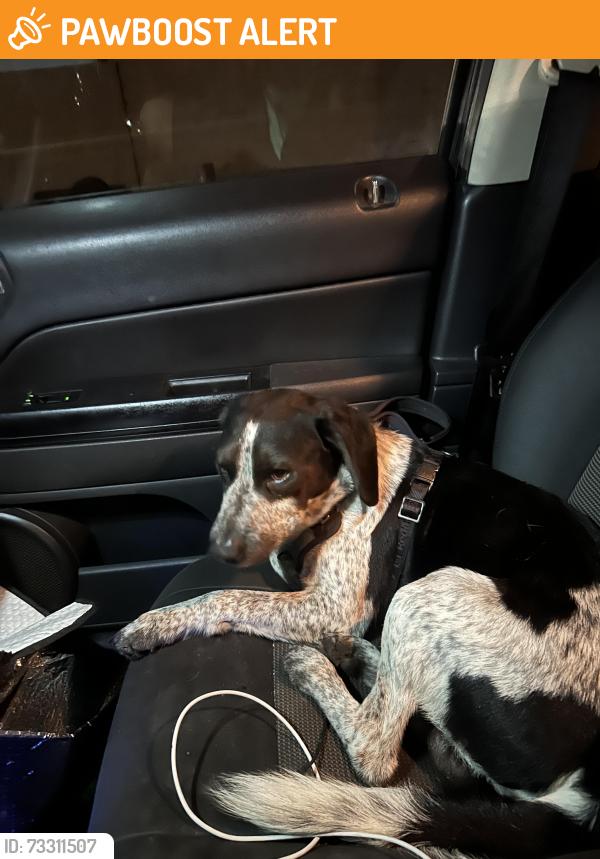 Found/Stray Male Dog last seen Meadowlark Golf Course, Huntington Beach, CA 92647