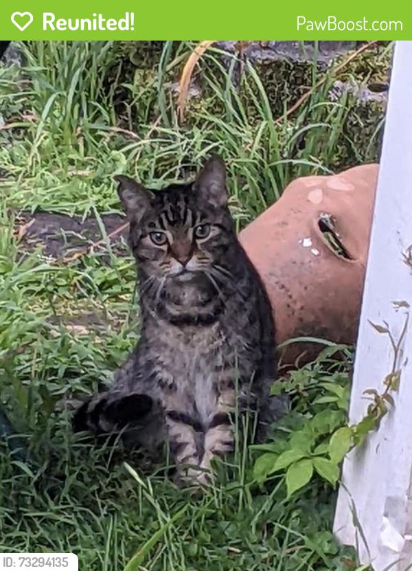 Reunited Male Cat last seen Brown Ave and Tri-Boro Expressway, Turtle Creek, PA 15145