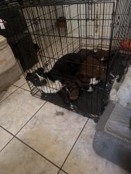 Reunited Female Dog last seen Sw 30th st Miramar fl 33023, Miramar, FL 33025