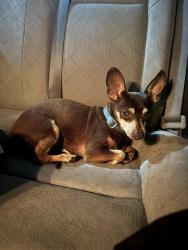 Reunited Male Dog last seen 1800-1850 33rd St, Edgewood, FL 32839