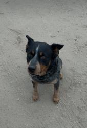 Reunited Male Dog last seen By taqueria marys, Mission, TX 78574