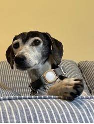 Lost Male Dog last seen Near Bradshire Drive, Mobile, AL 36695