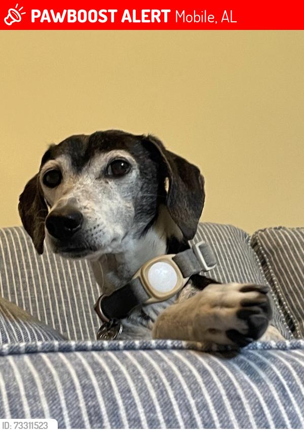 Lost Male Dog last seen Near Bradshire Drive, Mobile, AL 36695