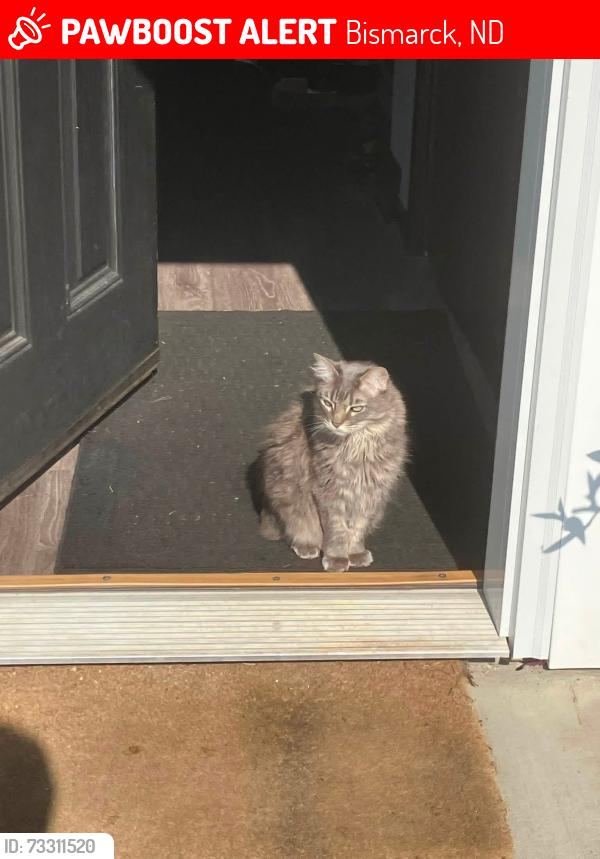 Lost Female Cat last seen Snuck out by the townhouses at Trenton Dr, Bismarck, ND 58503