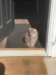 Lost Female Cat last seen Snuck out by the townhouses at Trenton Dr, Bismarck, ND 58503