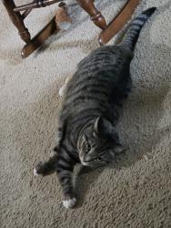 Reunited Female Cat last seen Mariner blvd and Augustine rd, Spring Hill, FL 34608