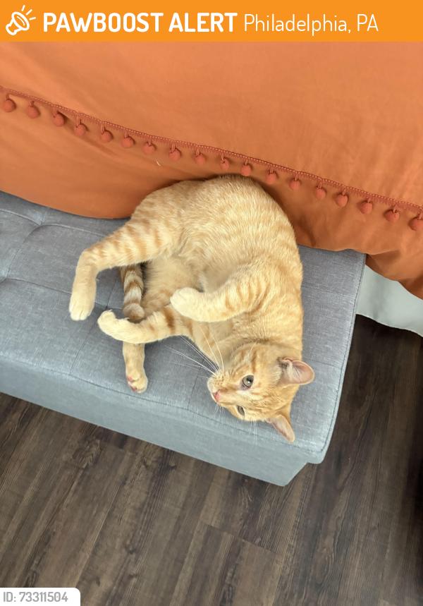 Found/Stray Male Cat last seen 26th and Turner, Philadelphia, PA 19121