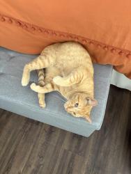 Found/Stray Male Cat last seen 26th and Turner, Philadelphia, PA 19121