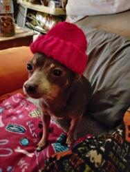 Lost Female Dog last seen Near vashti rd, Taylorsville, NC 28681