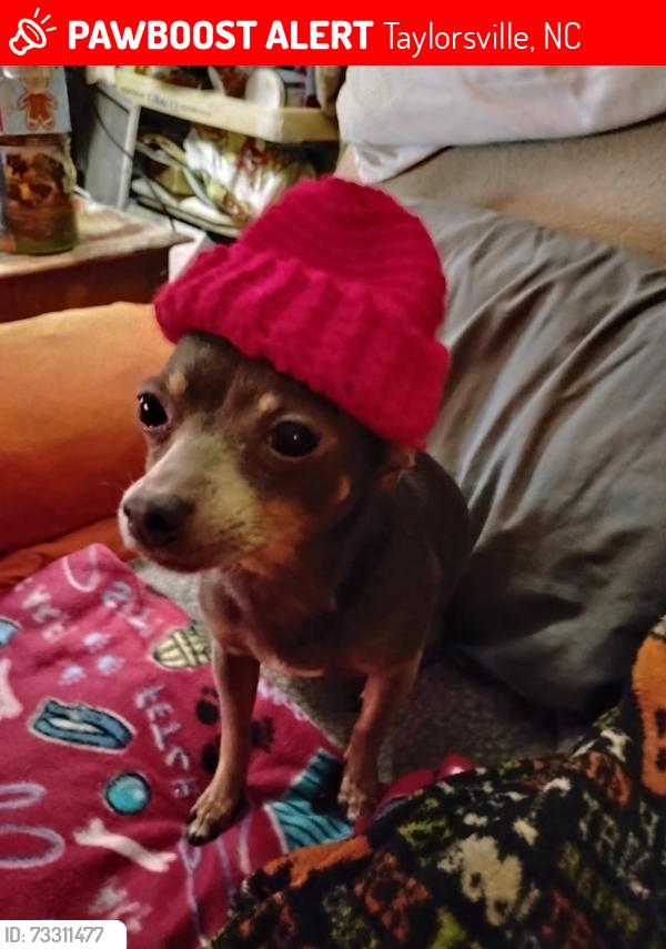 Lost Female Dog last seen Near vashti rd, Taylorsville, NC 28681