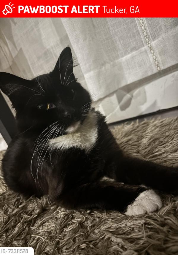Lost Male Cat last seen On my backyard, Tucker, GA 30084