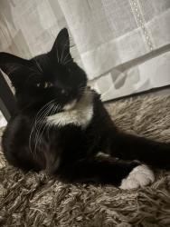 Lost Male Cat last seen On my backyard, Tucker, GA 30084
