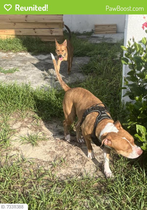 Reunited Unknown Dog last seen Jefferson and clifford, Beverly Hills, FL 34465