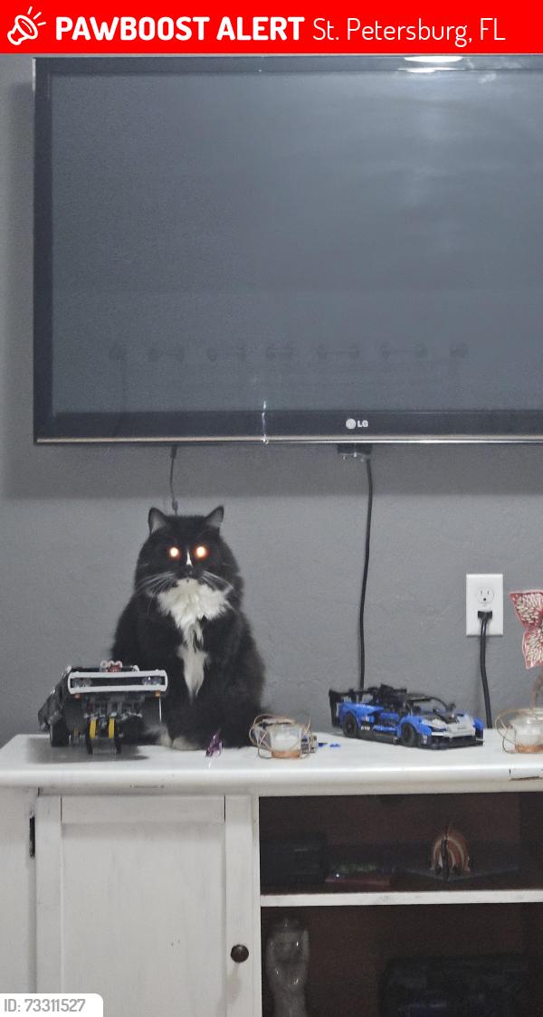Lost Male Cat last seen 58th and 42nd way, St. Petersburg, FL 33714