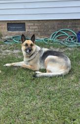 Reunited Female Dog last seen Near Applegate Rd, Hope Mills, NC 28348, USA, Hope Mills, NC 28348
