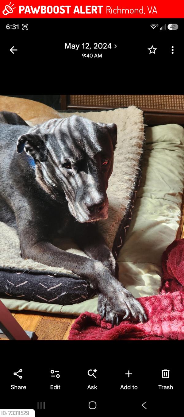 Lost Male Dog last seen Midlothian or Forest hill ave, Richmond, VA 23225