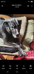 Lost Male Dog last seen Midlothian or Forest hill ave, Richmond, VA 23225