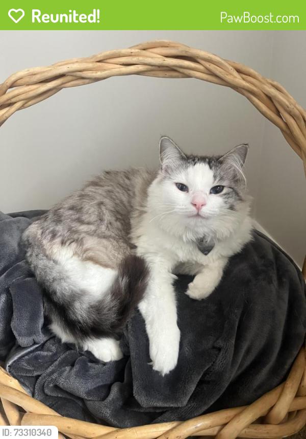 Reunited Female Cat last seen Sam morgan elementary, Kaysville, UT 84037