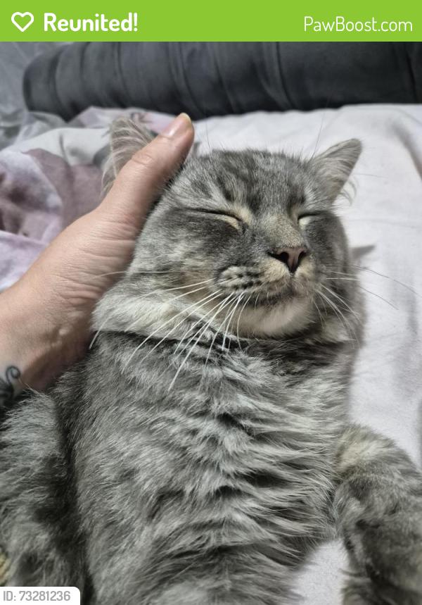 Reunited Male Cat last seen Swale drive airedale, Castleford, England 