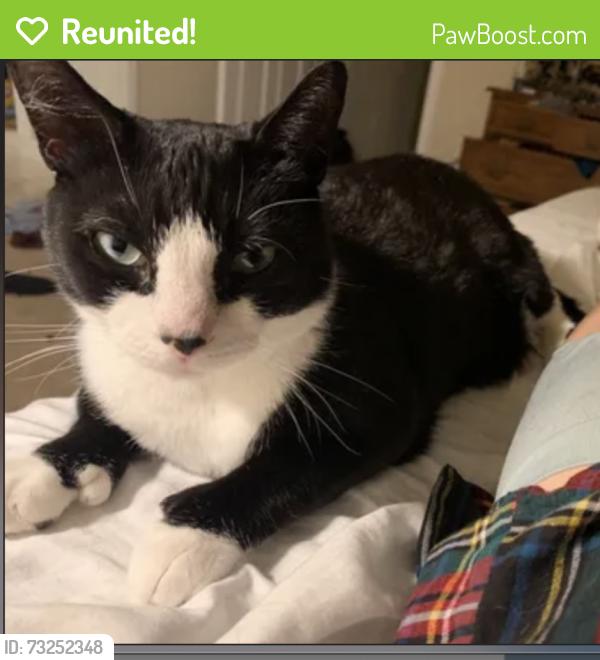 Reunited Female Cat last seen Near 9th Ave S, Gulfport, FL 33707, USA, Gulfport, FL 33707