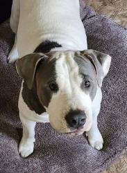 Reunited Female Dog last seen Sabine and Morgan, Cleburne, TX 76031