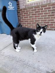Found/Stray Male Cat last seen Kessler, Indianapolis, IN 46220