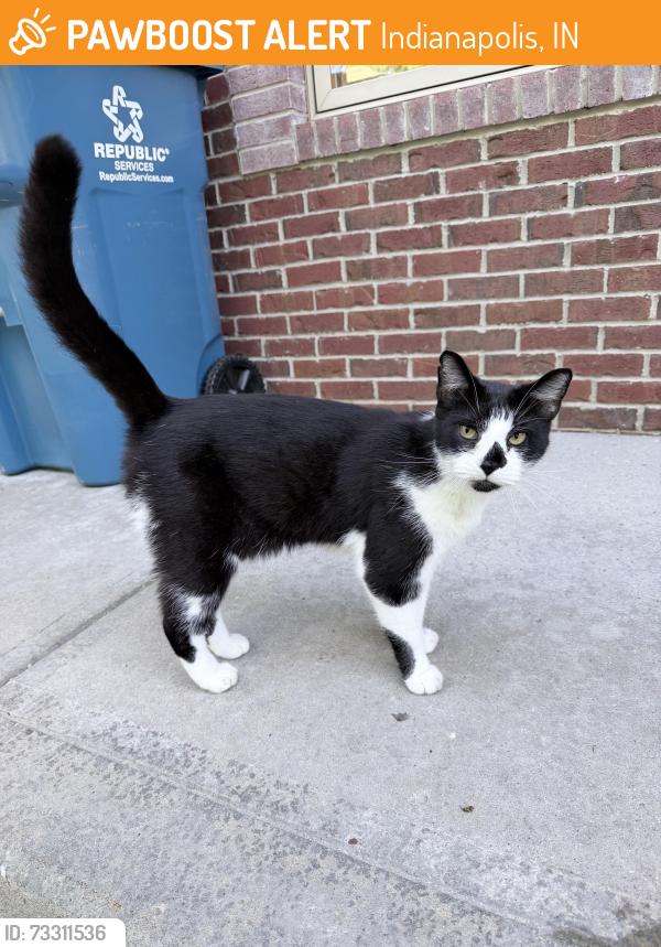 Found/Stray Male Cat last seen Kessler, Indianapolis, IN 46220