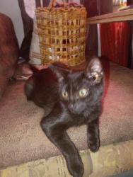 Shelter Stray Male Cat last seen ALAMANCE COUNTY, 221 Stone Quarry Rd, Burlington, NC 27217, USA