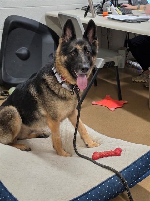 Shelter Stray Female Dog last seen WENTZVILLE, 4850 Mid Rivers Mall Dr, St Peters, MO 63376, USA