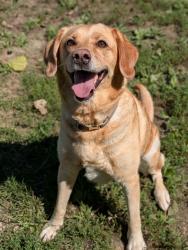 Shelter Stray Female Dog last seen ST CHARLES CO, 4850 Mid Rivers Mall Dr, St Peters, MO 63376, USA