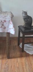 Reunited Male Cat last seen Linvale pl aurora co, Aurora, CO 80013