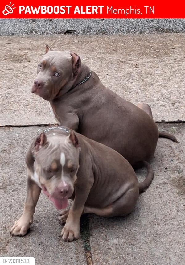 Lost Male Dog last seen Watkins and Warner Dr, Memphis, TN 38127