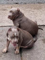 Lost Male Dog last seen Watkins and Warner Dr, Memphis, TN 38127