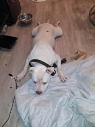 Reunited Male Dog last seen Thousand oaks dr, San Antonio, TX 78233
