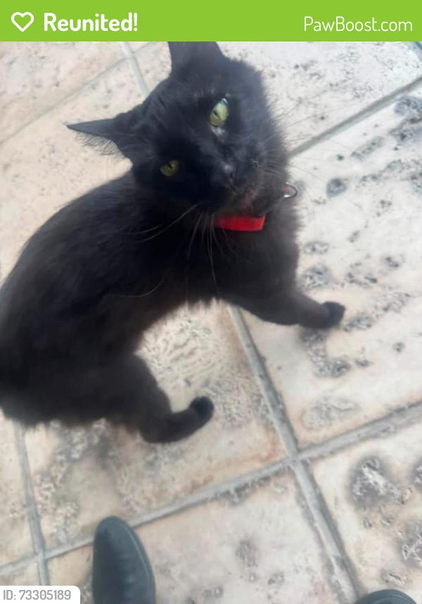Reunited Unknown Cat last seen Near westmonde dr, Altamonte Springs, FL 32714