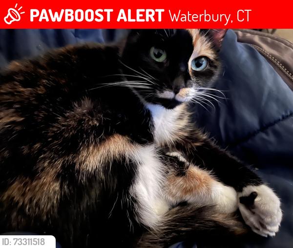 Lost Female Cat last seen Ottone building on Phoenix ave, Waterbury, CT 06702